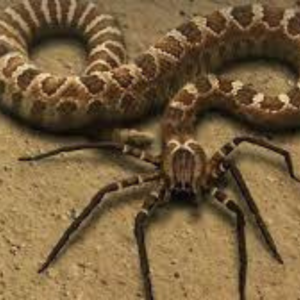 Snake-Spider Hybrid