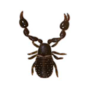 Spider-Scorpion Hybrid