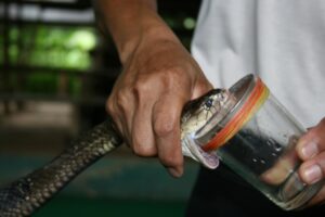 5 Reasons Behind Why Doesn't Snake Venom Harm Its Own Body