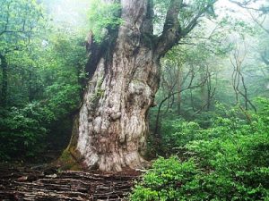 14 Ancient Trees That Predate the Birth of Jesus