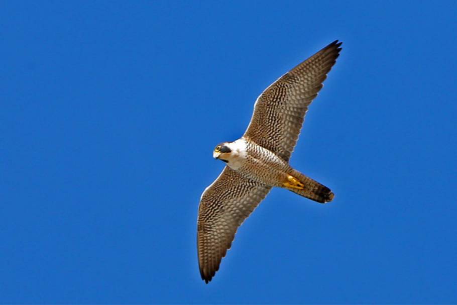 Top 5 Fastest Birds in the World Exploring Nature's Speedsters