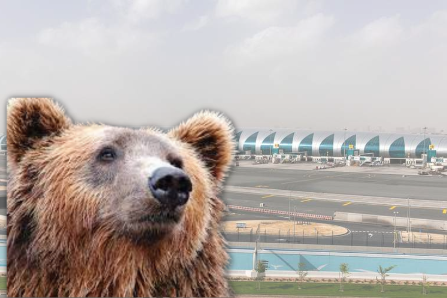 Dubai Airport A Bear's Unplanned Adventure - Disruption and Delays at Airport