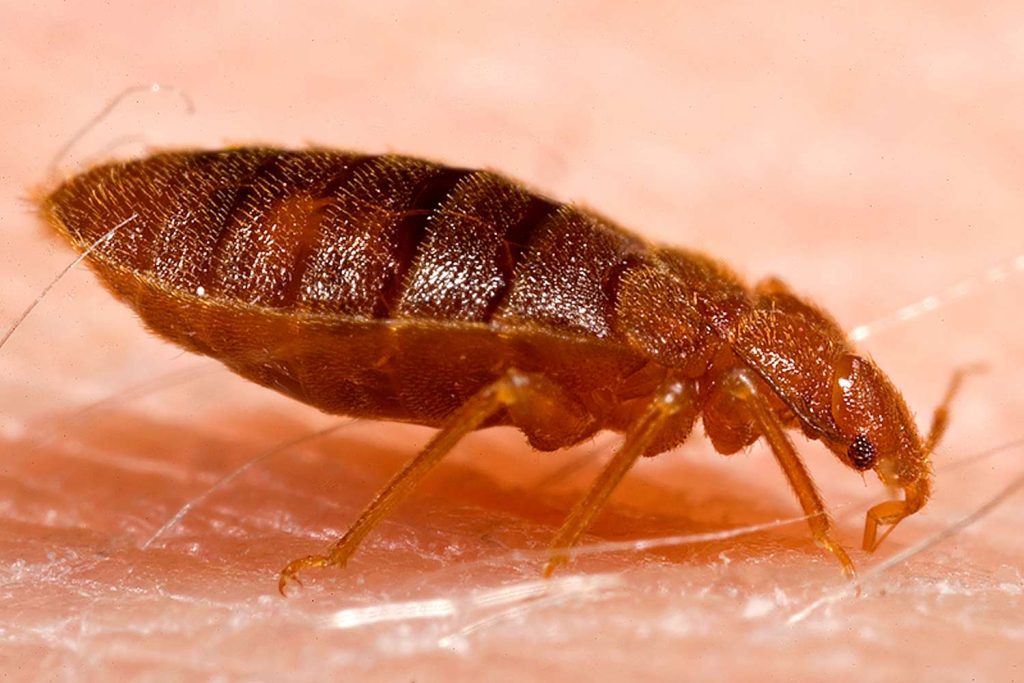 Effective Strategies to Eliminate Bed Bugs as Infestations Rise