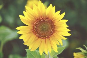 Unraveling the Beauty of Sunflowers Nature's Masterpiece of Perfect Symmetry