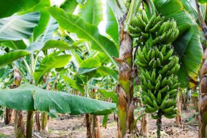 Banana tree with a bunch of growing bananas, Alanya, Turkey